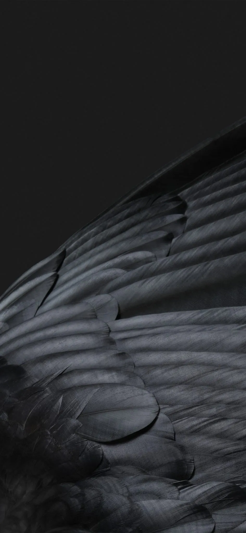 Obsidian Light