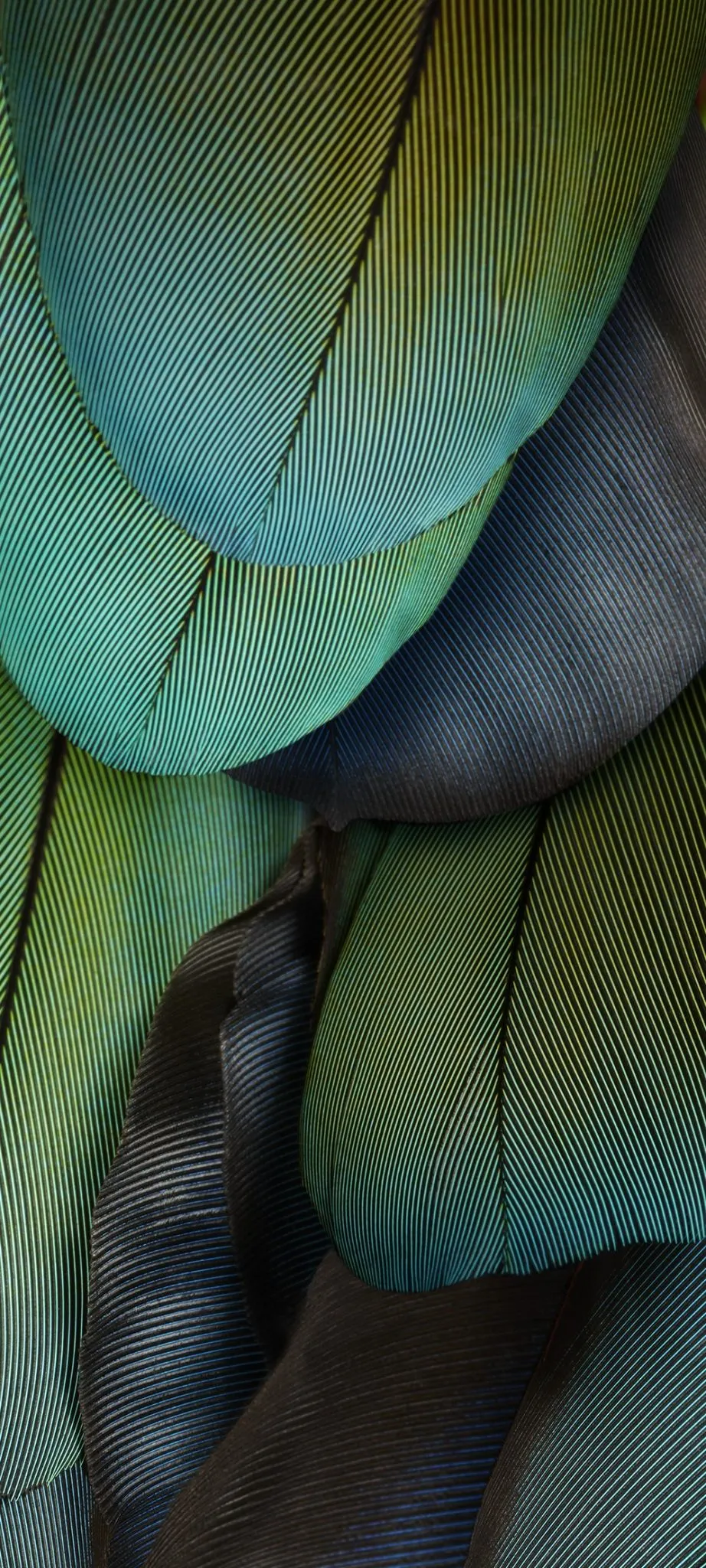 Lemongrass Dark
