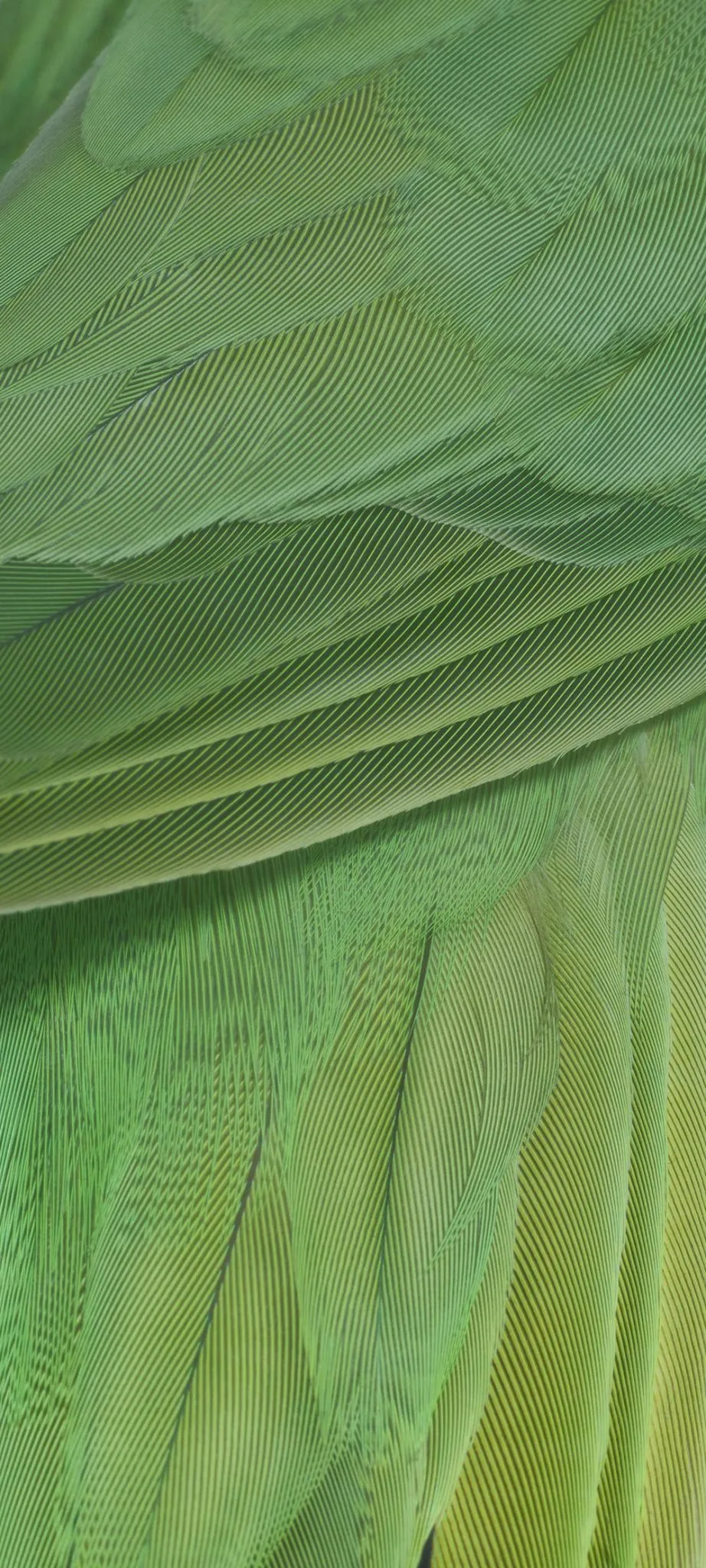 Lemongrass Light