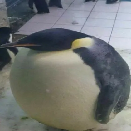 'Round
