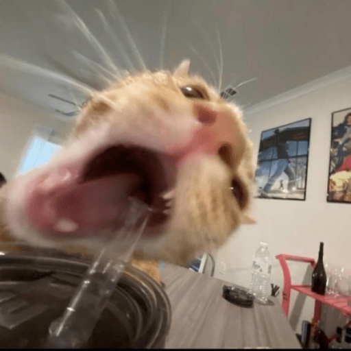 silly cat