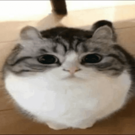cute wawa ball cat