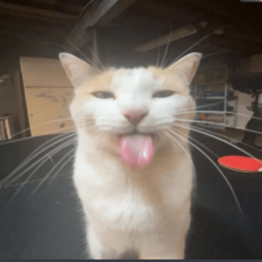 silly cat