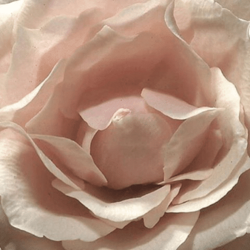 neutral aesthetic