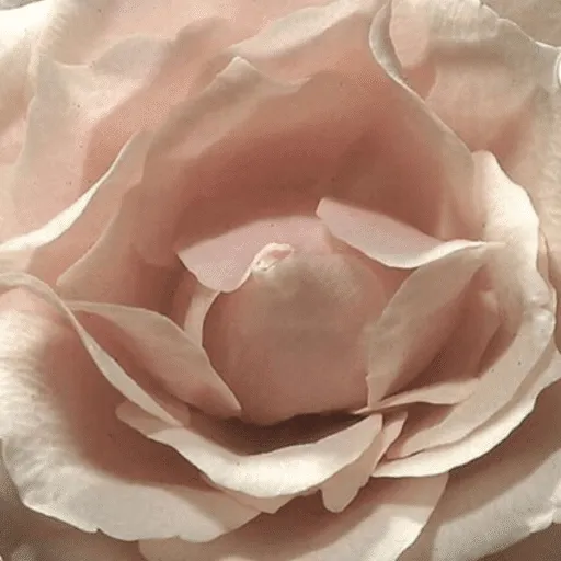 neutral aesthetic