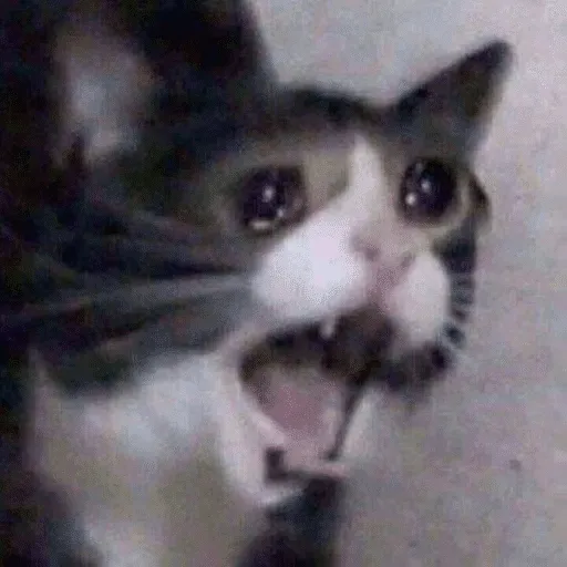 Crying Cat Meme
