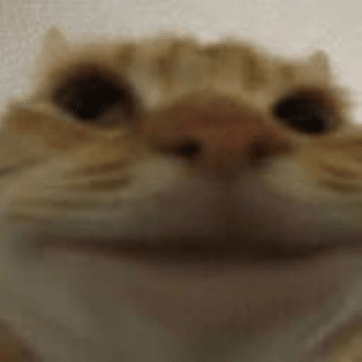 funny cat meme