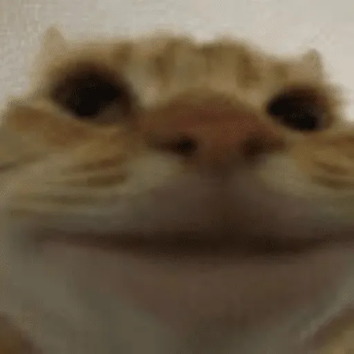 funny cat meme