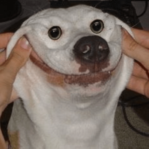 Funny dog face