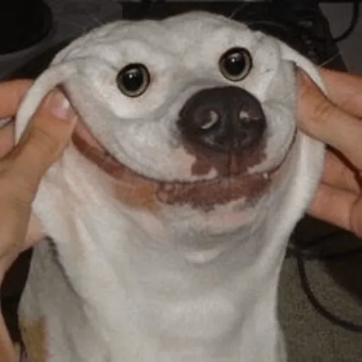 Funny dog face