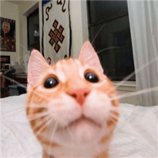 silly cat