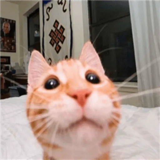 silly cat