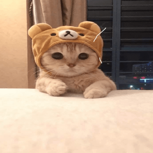 Cute Cat Cat Cat!
