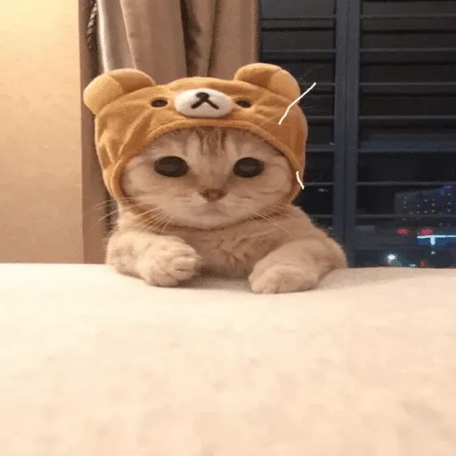 Cute Cat Cat Cat!
