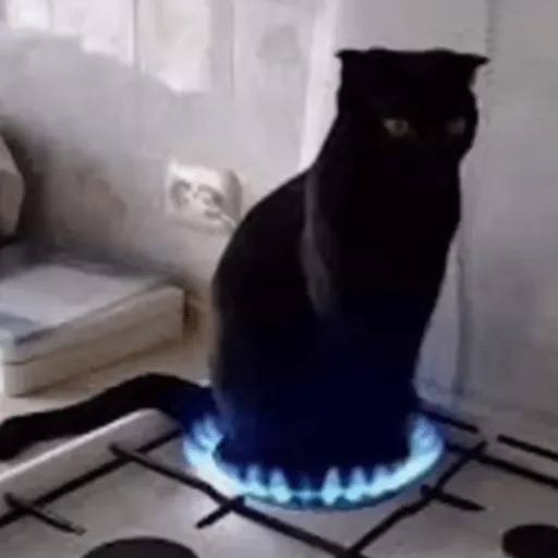 cursed baking cat