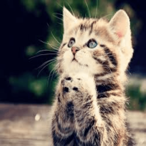 Cute Kitten