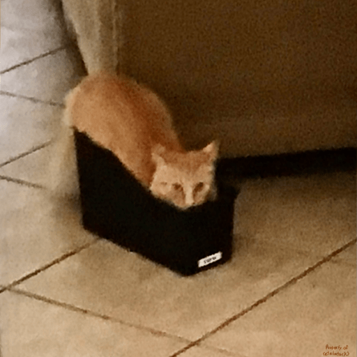silly cat