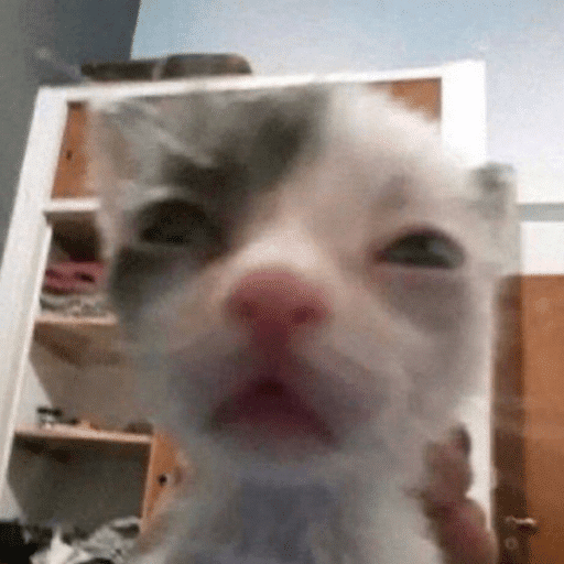 funny cat moment