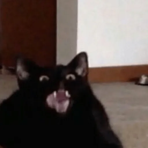 cat cat