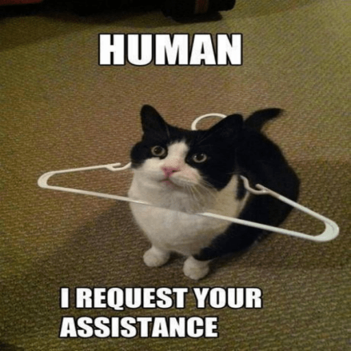 Funny Cat Meme