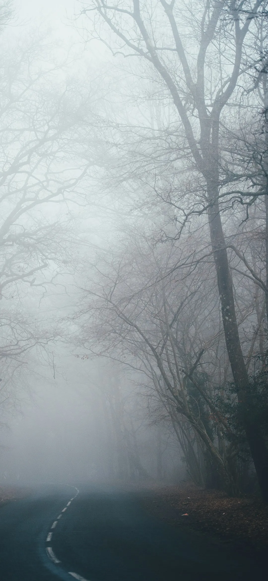 Foggy forest road Halloween wallpaper
