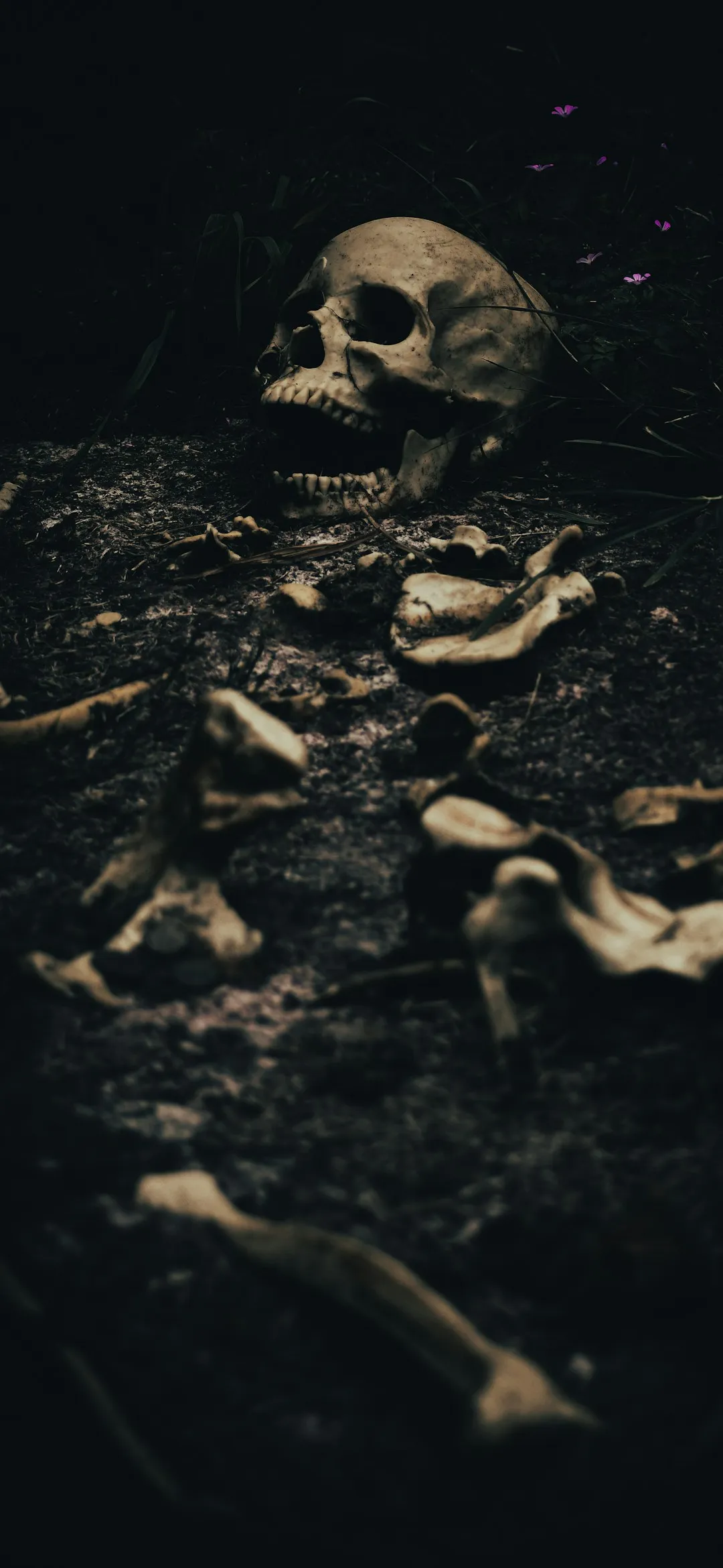 A human skull in the dark Halloween wallpaper