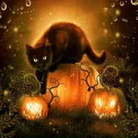 Black cat on pumpkins