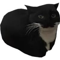 Maxwell the cat