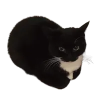 Maxwell the cat (no background)