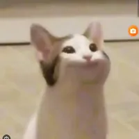 Pop cat