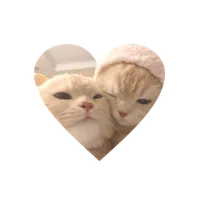 Cute cat crosshair!