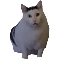 Huh cat
