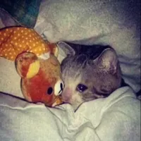 Sad crying cat
