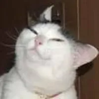 Smug cat
