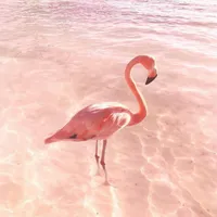 Preppy flamingo Roblox decal