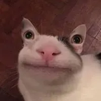 Polite cat